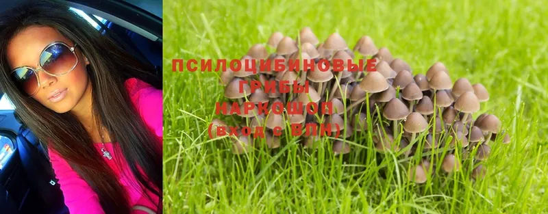 сайты даркнета официальный сайт  Белореченск  Псилоцибиновые грибы MAGIC MUSHROOMS 